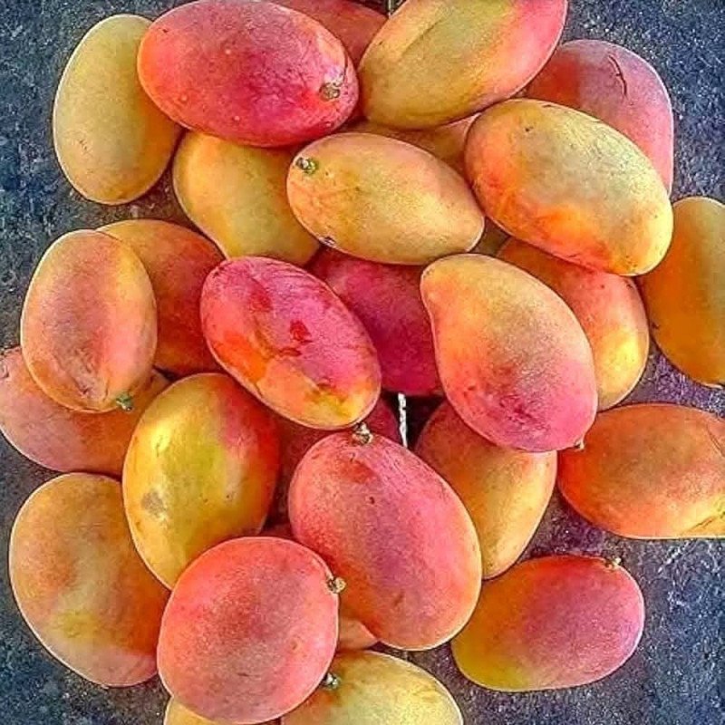 Gulab khas mango