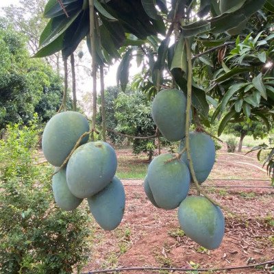 Bombay Green Mango plant