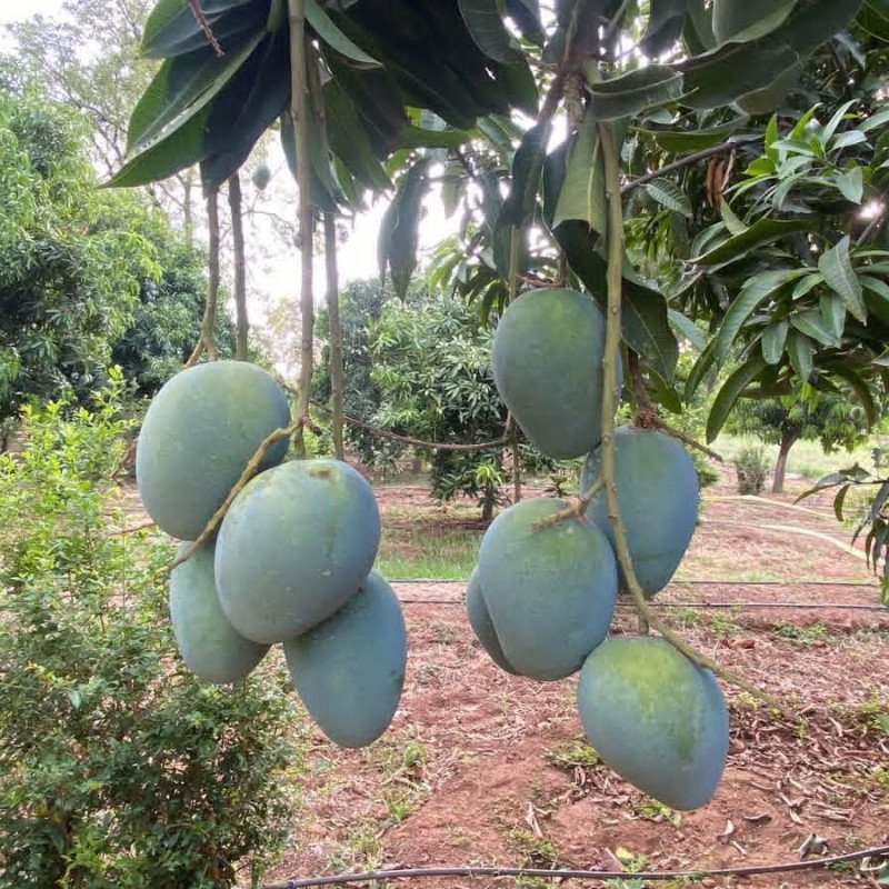 Bombay Green Mango plant
