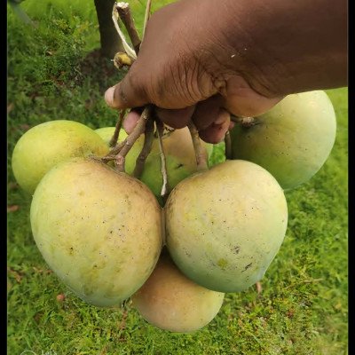 Harivanga Mango ( Bangladeshi Verity)