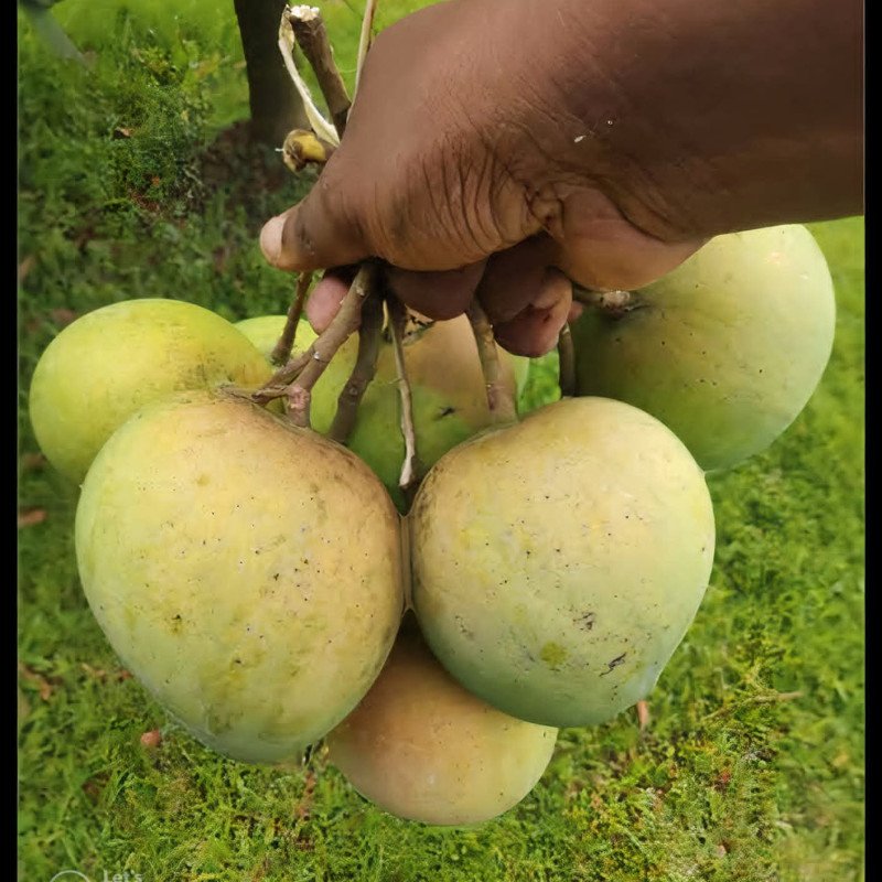 Harivanga Mango ( Bangladeshi Verity)