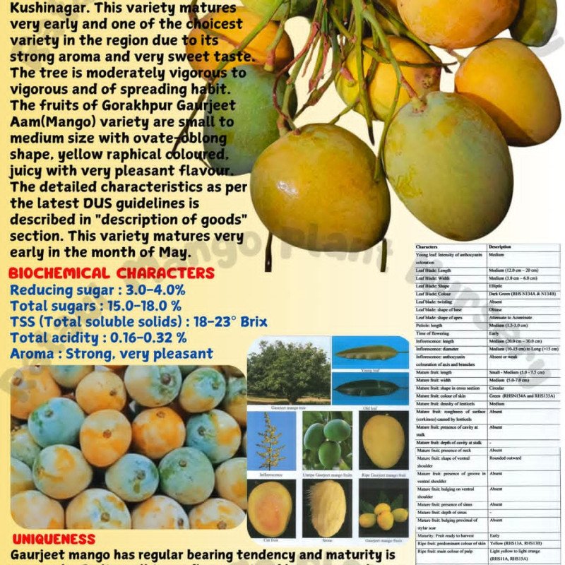 Gaurjeet Mango (Gorakhpur Verity)
