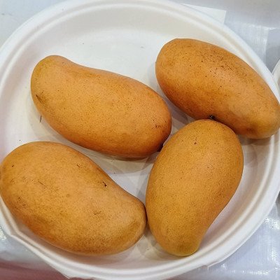 Amrapali Dwarf Mango Plant