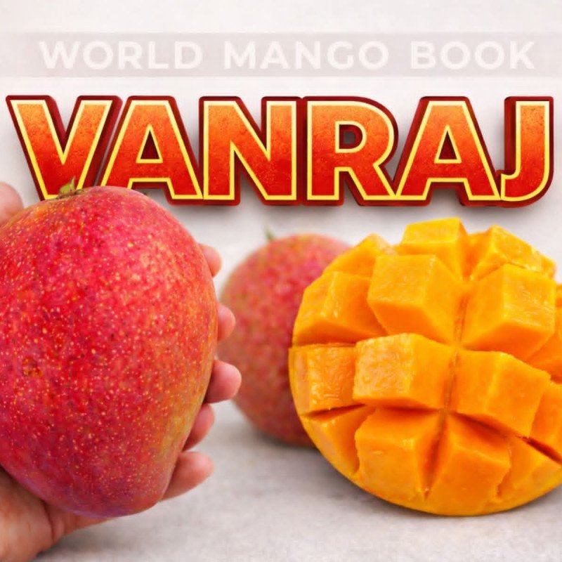 Vanraj Mango