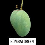 Bombay Green Mango plant