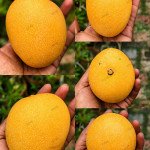 Sonpari Mango plant