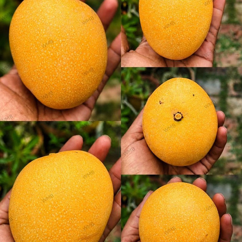 Sonpari Mango plant