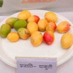 Yakuti Mango