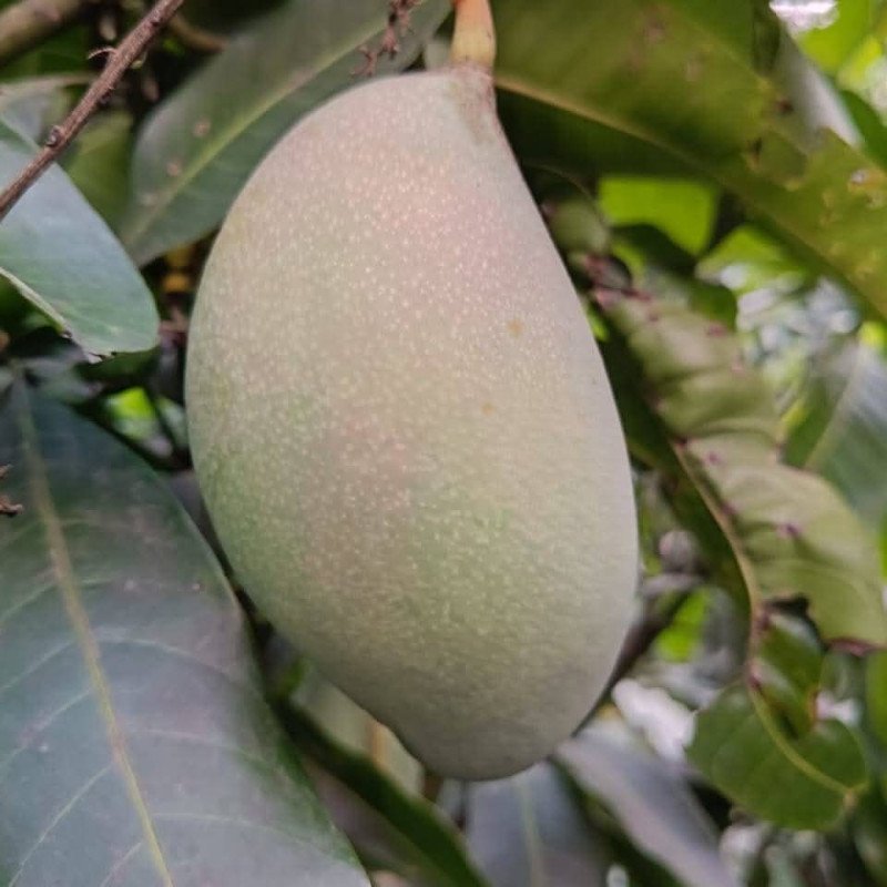 Austin Mango