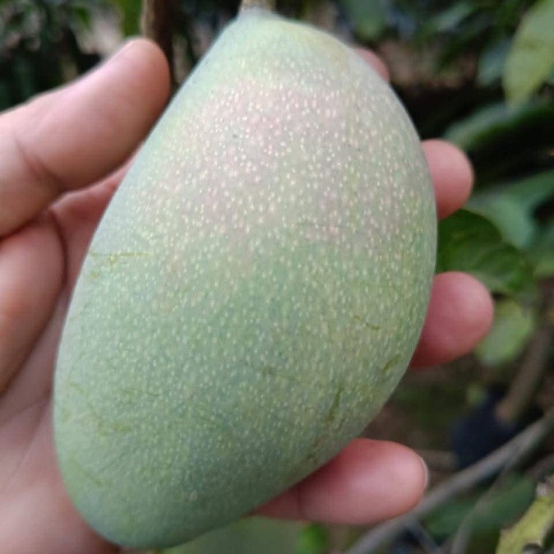 Austin Mango
