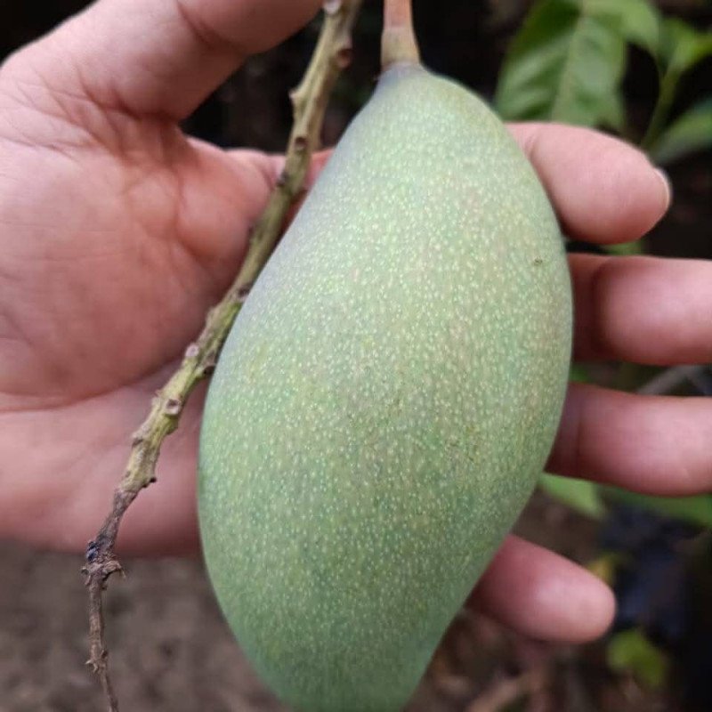 Austin Mango