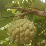 NMK Golden Custard Apple