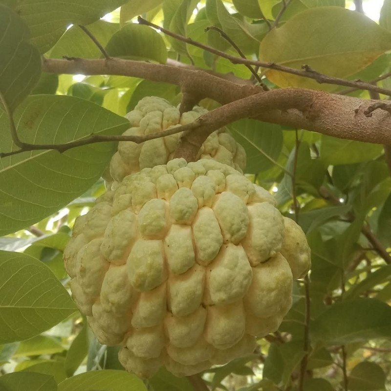 NMK Golden Custard Apple