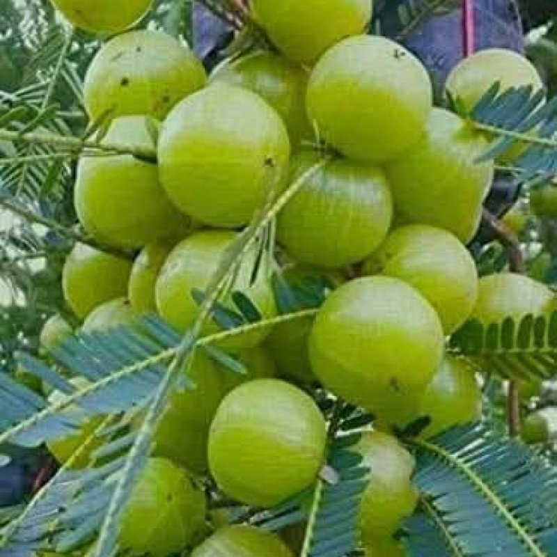 N- 7 Amla