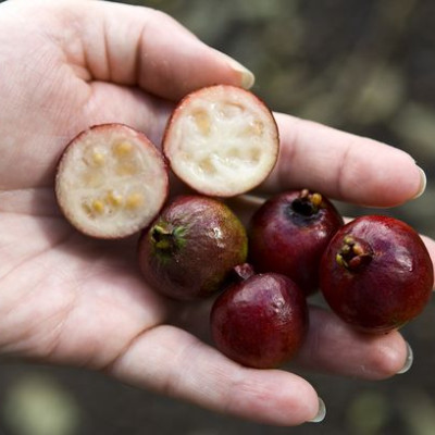 Strawberry Guava Plant