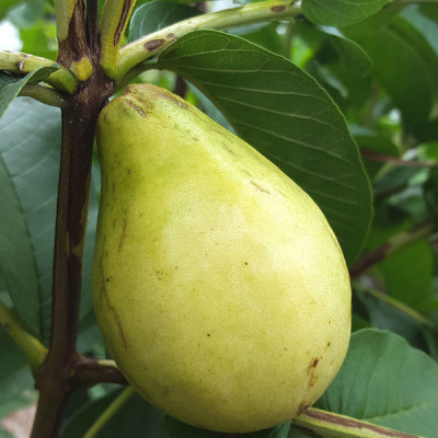 Pear Shaped Guava