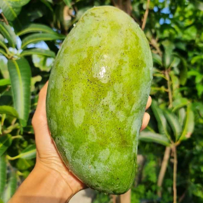 Noorjahan Mango plant (2kg Mango Variety )