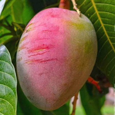 Sensation Mango Plant (Variety from USA)