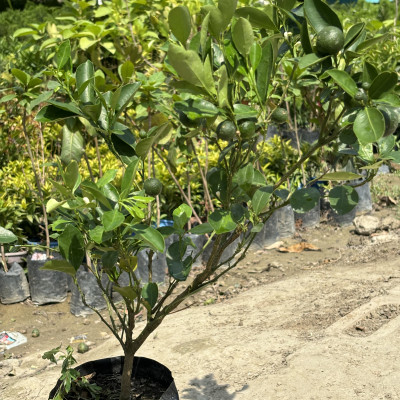 Kumbhkath All Time Lemon Plant