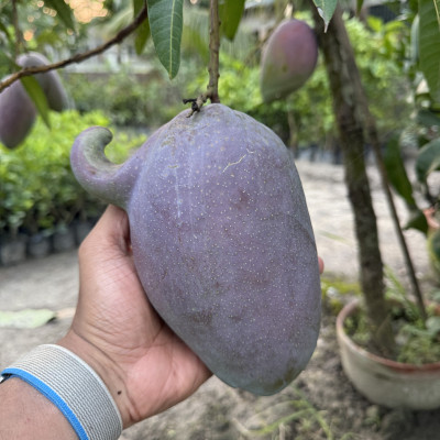Irvin Mango (Imported Variety)