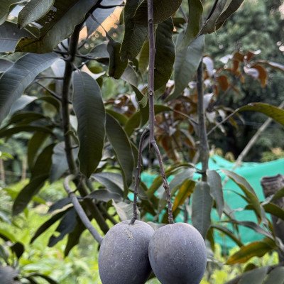 Kasturi Mango Plant (Black Mango)