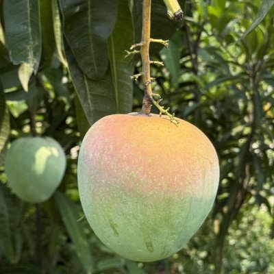 R2E2 Mango (Jumbo Red Mango)
