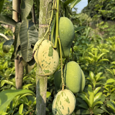 Varigated Mango