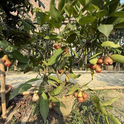 Hybrid Water Apple Plant - Bali Chamba