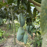 Q Jai Thai Mango Plant