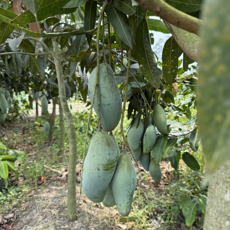 Q Jai Thai Mango Plant