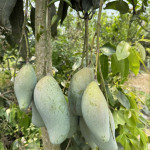 Q Jai Thai Mango Plant