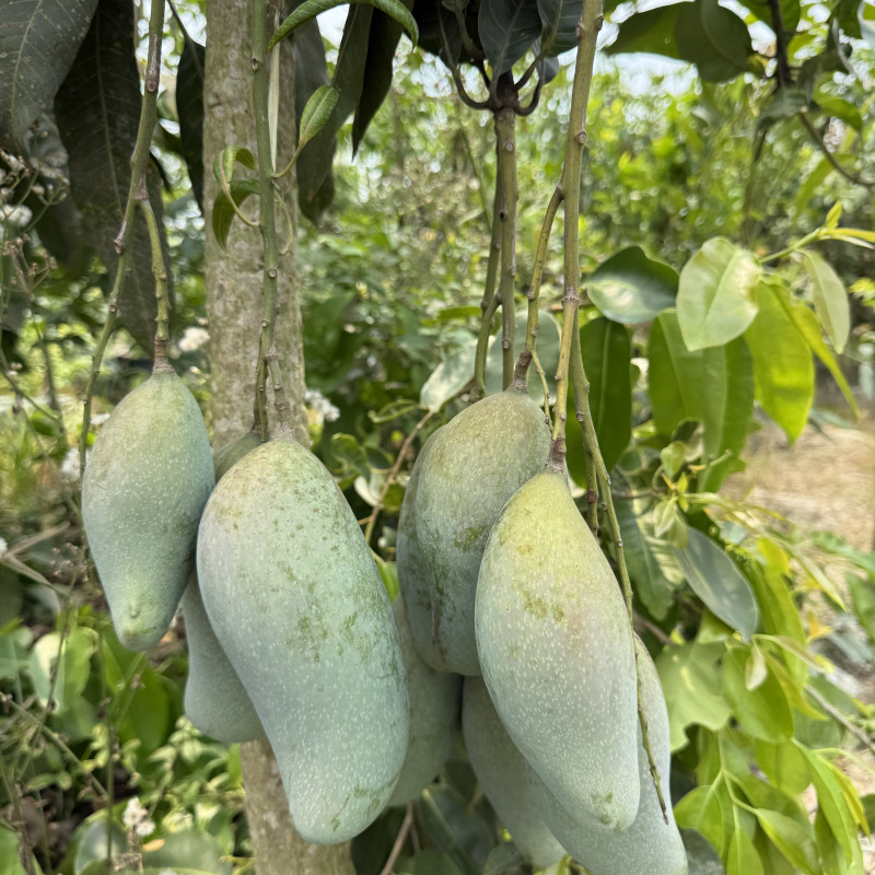 Q Jai Thai Mango Plant