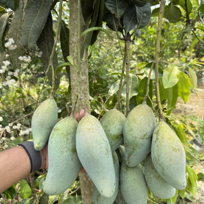 Q Jai Thai Mango Plant