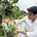 Q Jai Thai Mango Plant