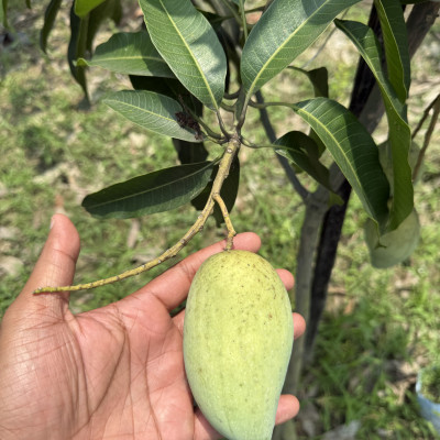 Carabao Mango (World's sweetest Mango)