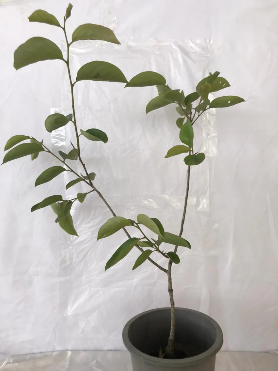 JapanesePersimmon_958x1280.jpg