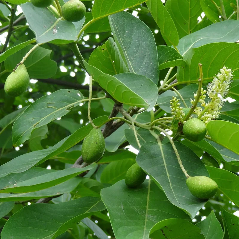 Jumbo Jamun Grafted