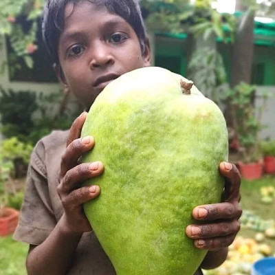 Noorjahan Mango plant (2kg Mango Variety )