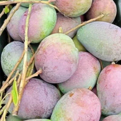 Arunika Mango Plant
