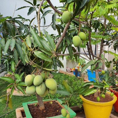 All Time Katimon Mango Plant
