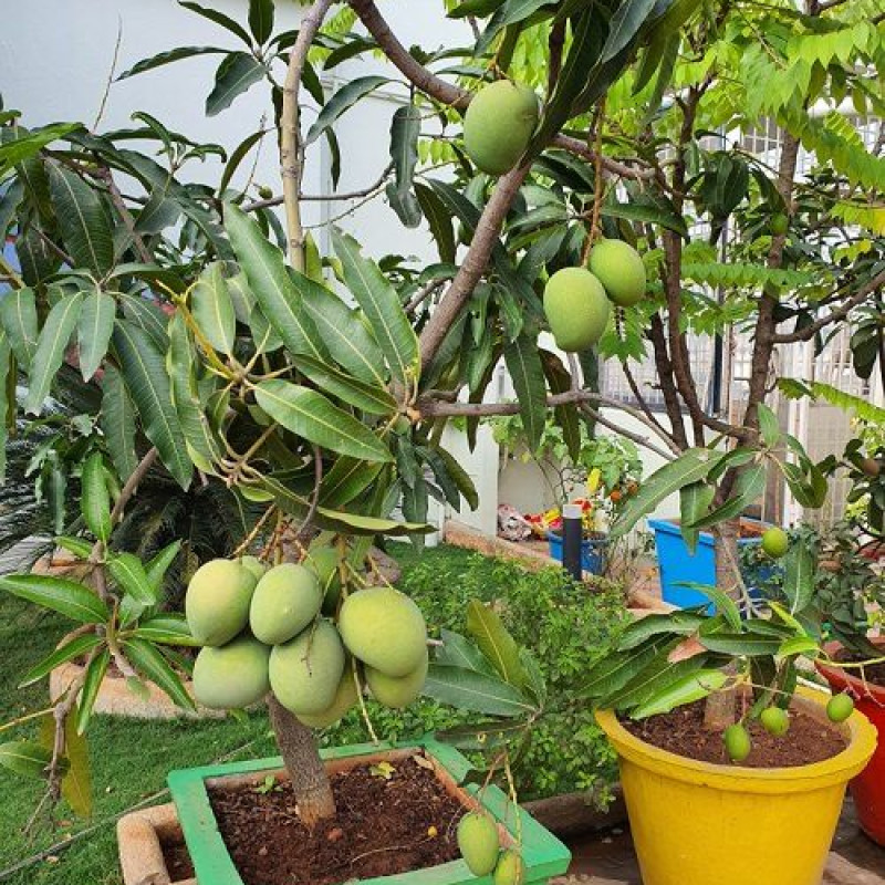 All Time Katimon Mango Plant