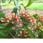 Clove Plant / Lavang