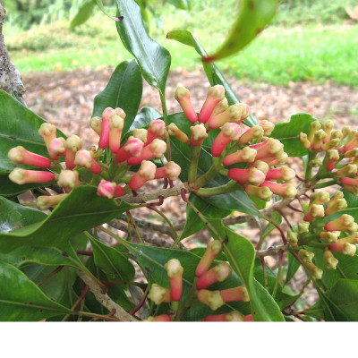 Clove Plant / Lavang
