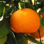 Kinnow (Grafted Plant)