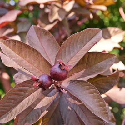 Black Diamond Guava (Thai Variety)