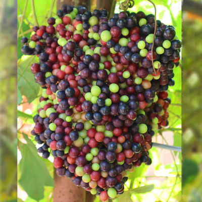 Camboadian Wild Grape Fruit Plant