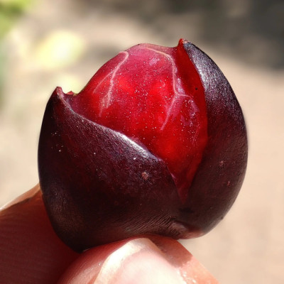 Camboadian Wild Grape Fruit Plant