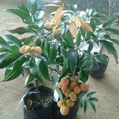 Chinese Litchi Plant