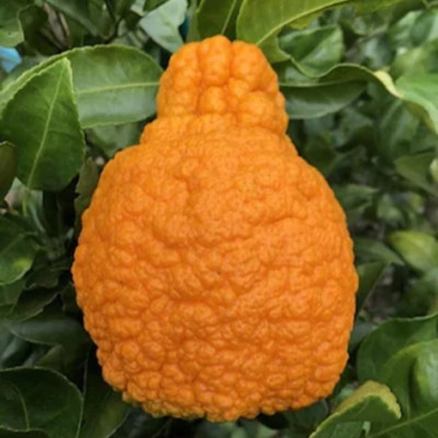 Dekopon Japenese Orange Plant
