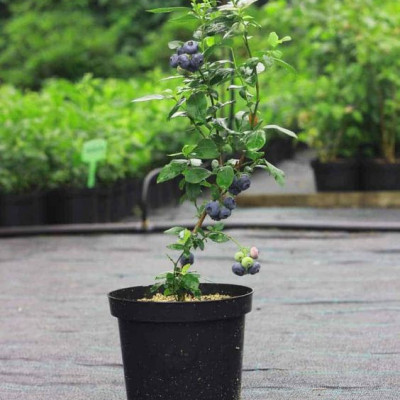 Biloxi Blueberry Plant (Imported)